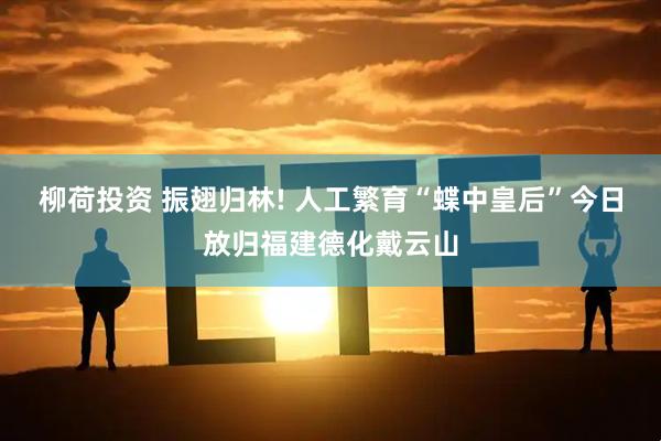柳荷投资 振翅归林! 人工繁育“蝶中皇后”今日放归福建德化戴云山